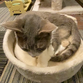 シャイなふくの画像