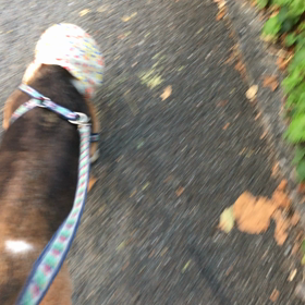 最近の桜の画像