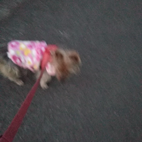 走るチョコちゃんの画像