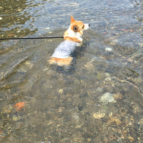 エアとお礼の画像