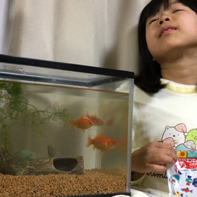 あれから金魚【動画】の画像