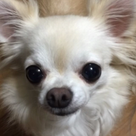 只今別荘に滞在中ですの画像