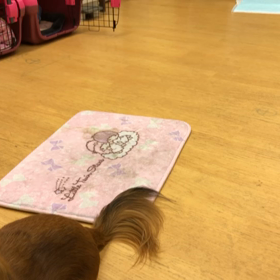 チェリー編。の画像