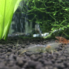 ＊ザリガニ混入＊11月26日の画像