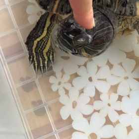 柄にもなくの画像