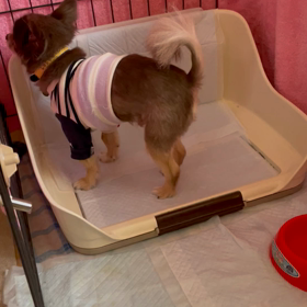 ☆保護犬を選択肢のひとつに☆の画像