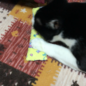 手作りのケリぐるみの画像