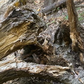 八重椿を救え！②の画像