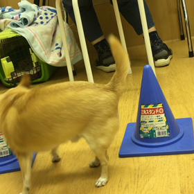 ２個なんてラクショーね。の画像