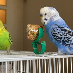 インコの鳴き声の画像