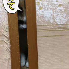 ▶ねこのかわいい動画ですの画像