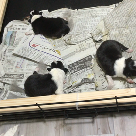 お問い合わせ 男の子の画像