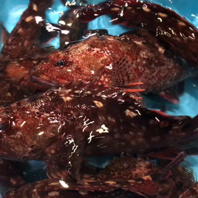 豊浜 朝市の様子！の画像