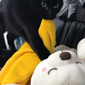 もみもみの画像