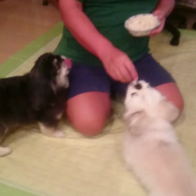 梨すきーの画像