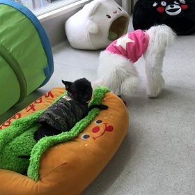 ♪プレイルーム動画♪②の画像