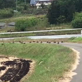 　　お散歩で♀️の画像