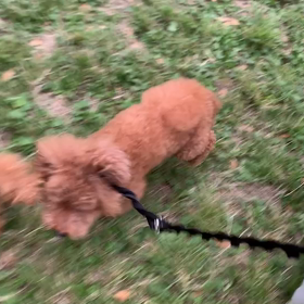 10月20日11わんこと1時間遠足　　代々木公園の画像