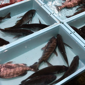 豊浜朝市の様子！の画像