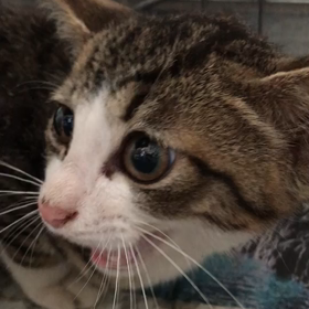 キジ白の子猫！緊急保護の画像