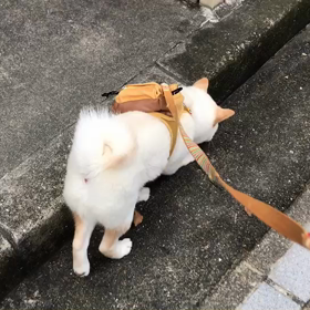 ちょい前のときくん はじめてのお散歩(((((*´･ω･)ﾄｺﾄｺの画像