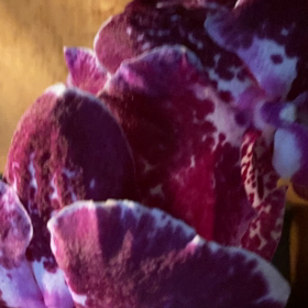 母の命日の画像