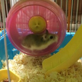 スピード違反のロボロフスキーハムスターの画像