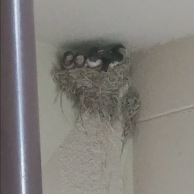 つばめの観察日記54日目(^-^)の画像