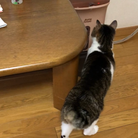 主人の病気と性格。デールの健康診断… デールの食欲には敵わない動画。の画像