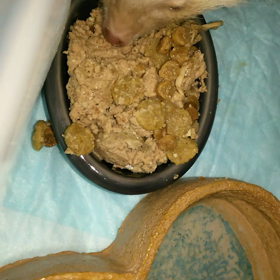 ワイルドの画像