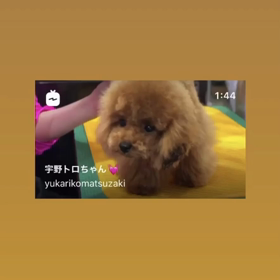yukarikomatsuzaki さんインスタグラムより　宇野トロちゃんの画像