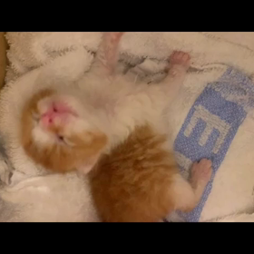 ミルクボランティア　11日目の画像