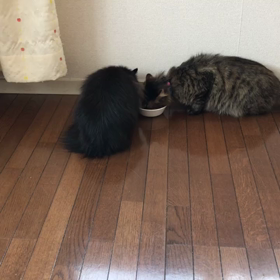 親バカ、猫バカの画像