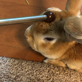 らんちゃんのツボの画像