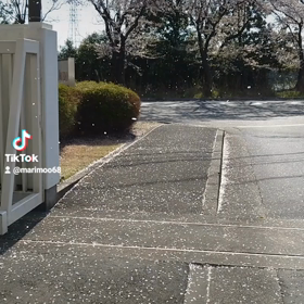 ｻｸﾗ舞うの画像