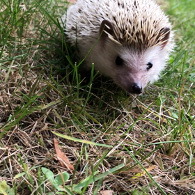 ハリネズミの棘ちゃんお庭をお散歩中の画像