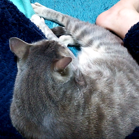 ピクピクの画像