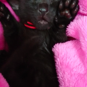 くぅちゃん 動画  (≧∇≦)の画像