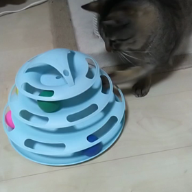 お気に入りの玩具の画像