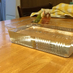 うちの鳥が脱走しました……けど…………の画像