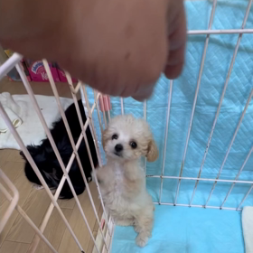 ❤️きまりました❤️ピアノちゃん動画2❤️の画像