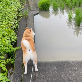 毎日の散歩道がSASUKEレベルの画像