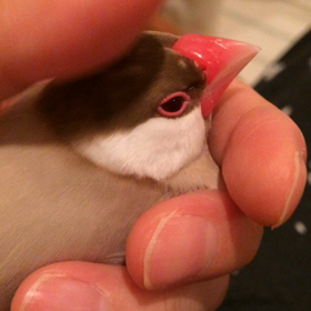 まったりの光の中でくつろぐシナモン文鳥の画像