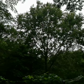 癒しの時間自然の音は最高の癒し心の休憩をとる時間があるといいですね複雑は恋愛の...の画像