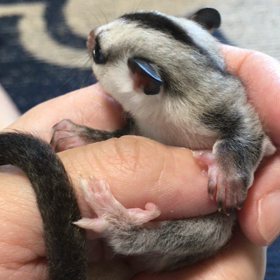 今日のモモンガの画像