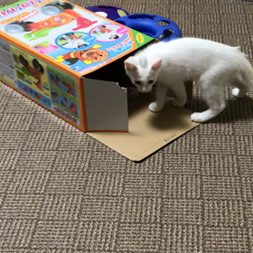 僕らは、マイクロチップ装着済み！！の画像