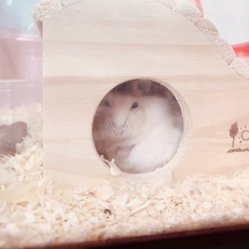 しょくふん！(ﾟﾛﾟ;)の画像