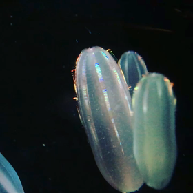 クラゲたちをのんびりと。の画像