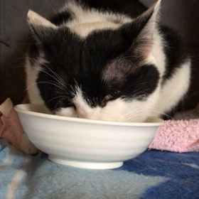 蘭丸くんもベッタリさんの画像