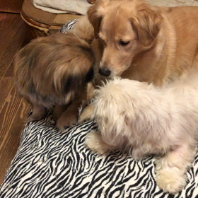 今朝の我が家の画像